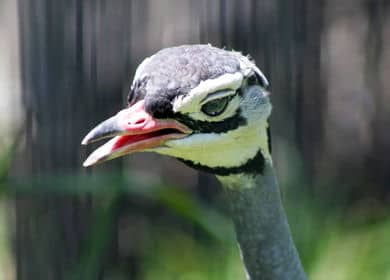 セネガルショウノガン